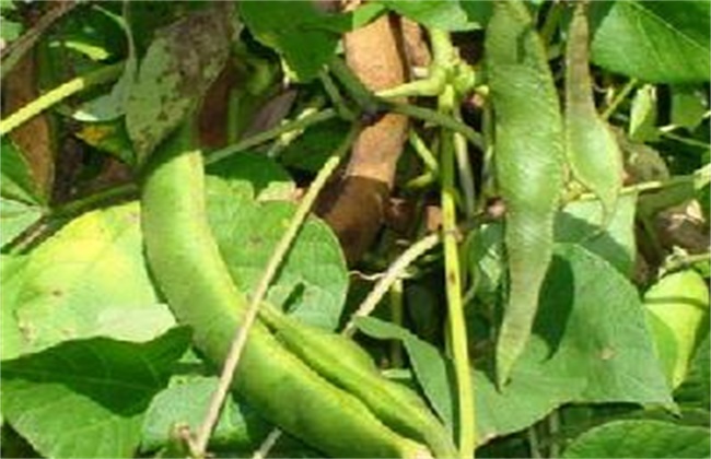 Causes and control methods of rotten roots and dead kidney bean