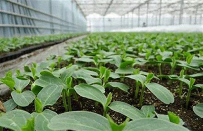 Matters needing attention in raising vegetable seedlings in Winter