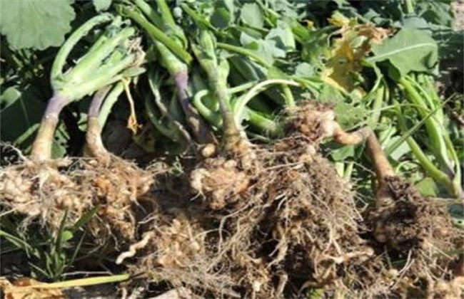 How to prevent and cure root swelling disease in continuous cropping of vegetables