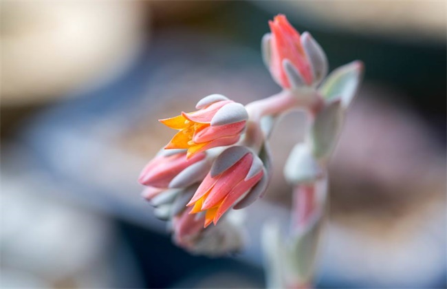 How to deal with fleshy flowers