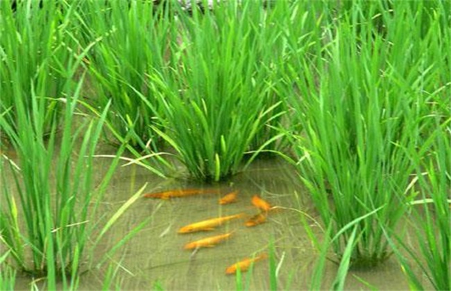 How to select the species of rice flower fish? How to breed better