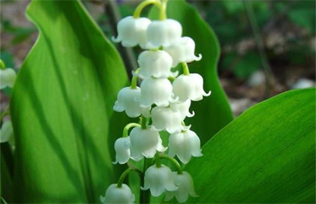 The cultivation methods and precautions of lily of the valley