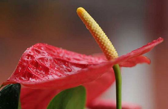 Culture methods and matters needing attention of Anthurium andraeanum in hydroponic culture of flowers and plants