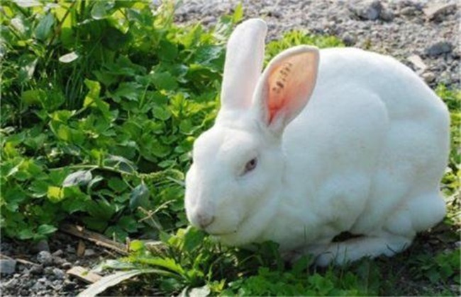 Several problems to be understood in raising rabbits