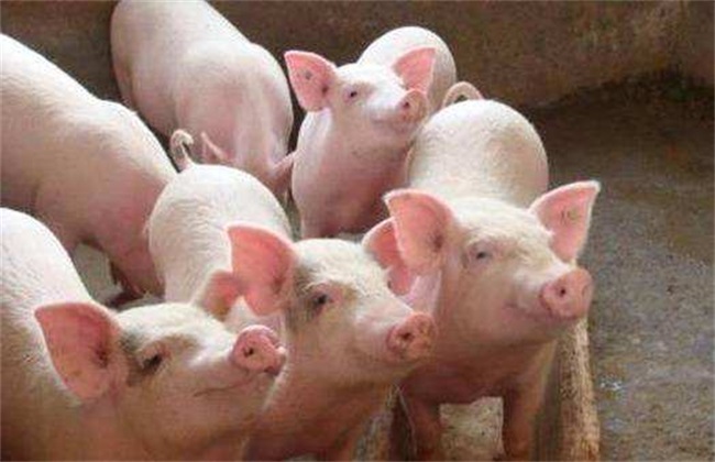 Causes of slow Fat gain in raising Pigs in Winter