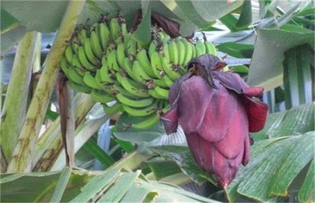 Management techniques of banana after bud breaking