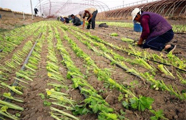 Management techniques of celery after planting