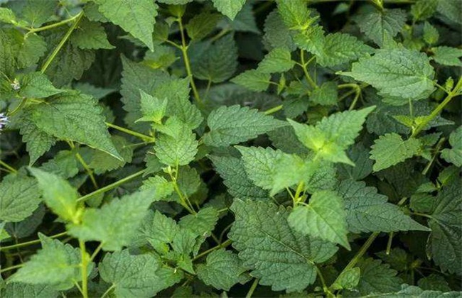 Planting method of patchouli