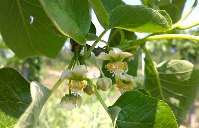 Management of kiwifruit before and after flowering