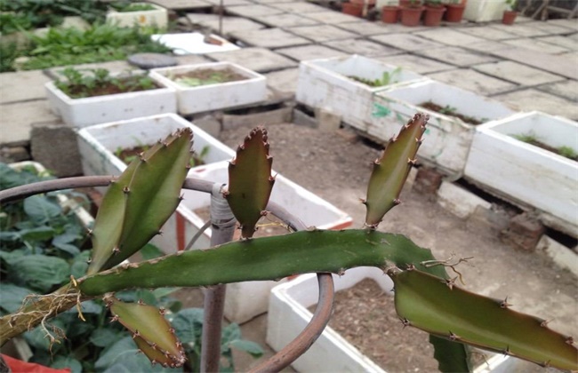 Causes of yellowing of dragon fruit branches and remedial measures