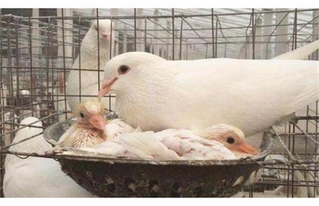 The breed of meat pigeon is easy to raise