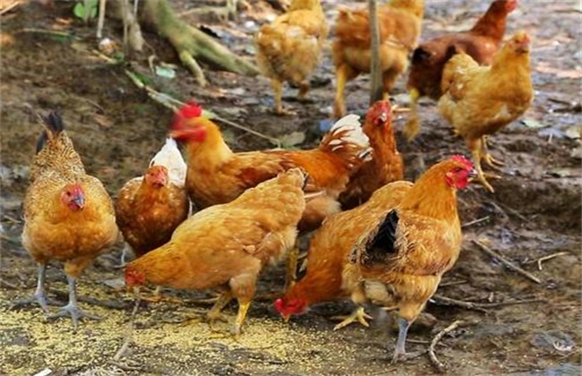 What tools should be prepared for raising chickens under the forest?