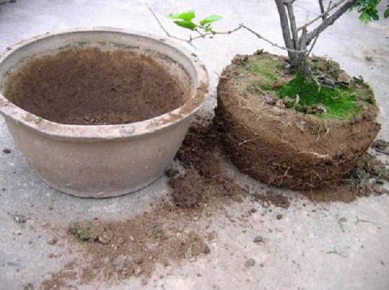 Steps and methods of rejuvenation of potted flowers after turning over pots and changing soil