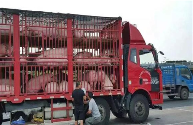 What should be paid attention to in piglet transportation?