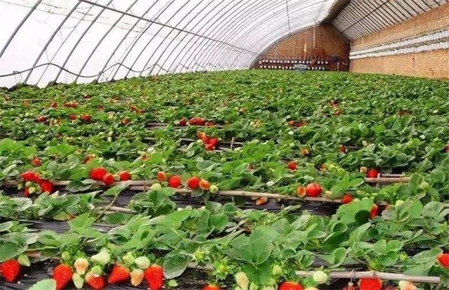 Production standard of pollution-free strawberry