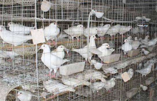 Matters needing attention in caged pigeons