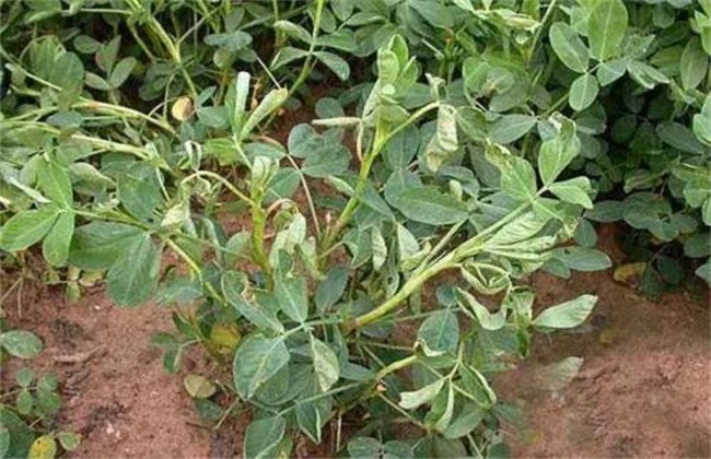 Causes and Control measures of premature senescence of Peanut