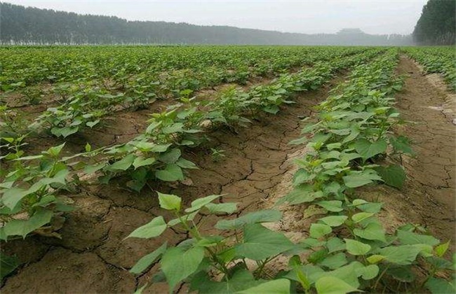 Time and method of blooming control of sweet potato