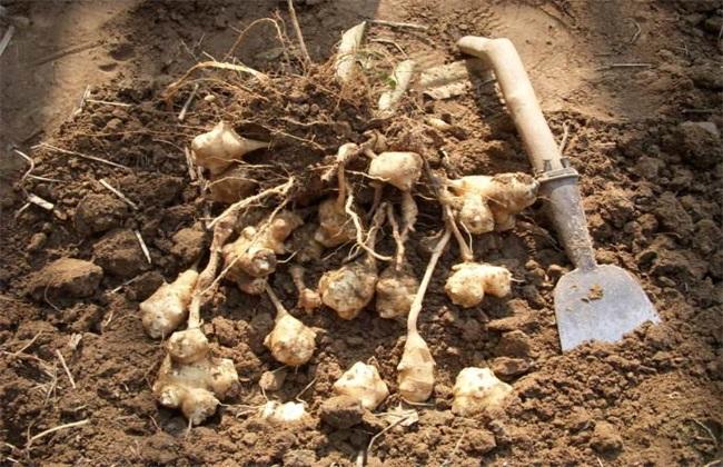 Field management technology of Jerusalem artichoke