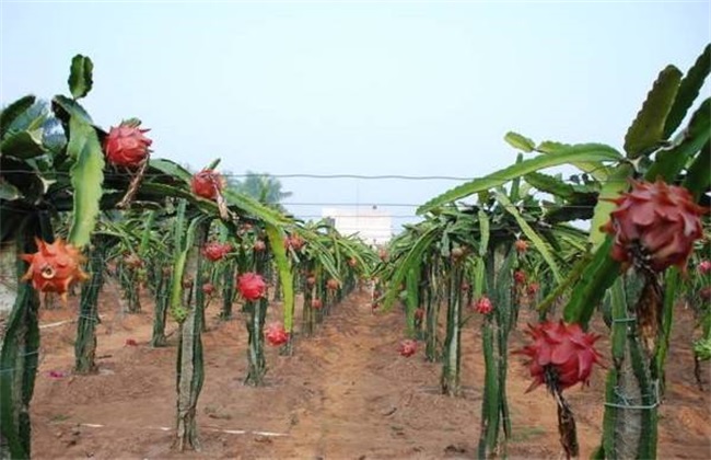 The method of setting up dragon fruit