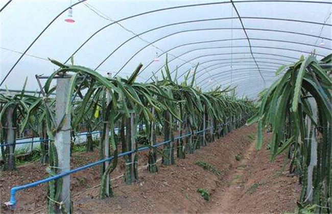 The function of planting dragon fruit on the frame