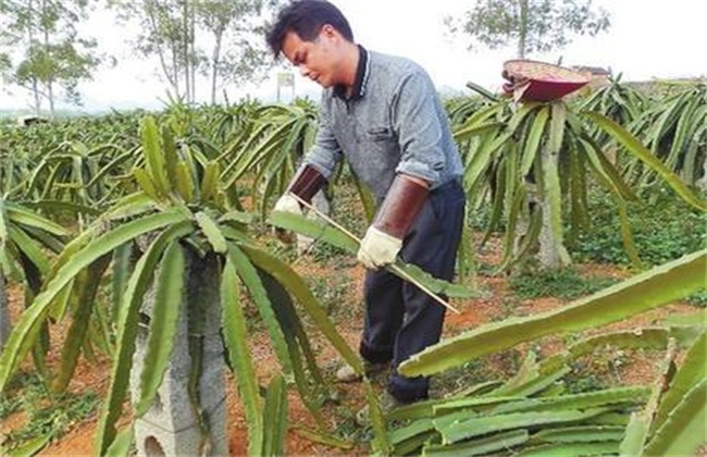 What's the use of dragon fruit pruning?