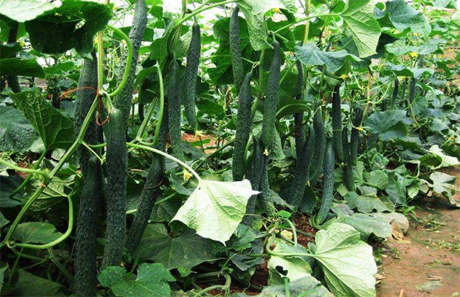 Fertilizer requirement Law of Cucumber