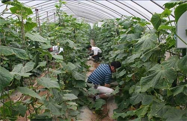 What to pay attention to when applying fertilizer to cucumber