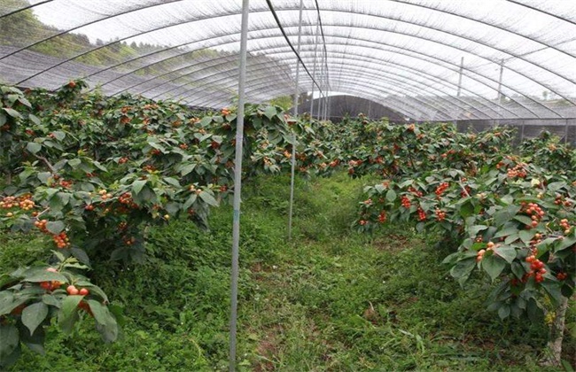 How to manage the temperature of cherries in greenhouse