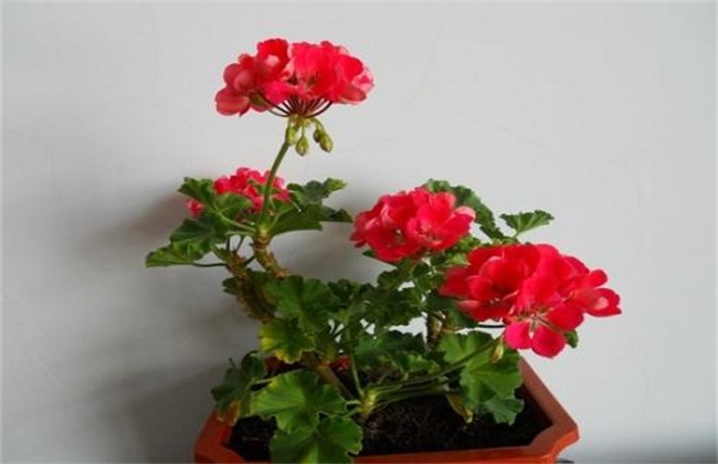 Safe overwintering skills of geranium