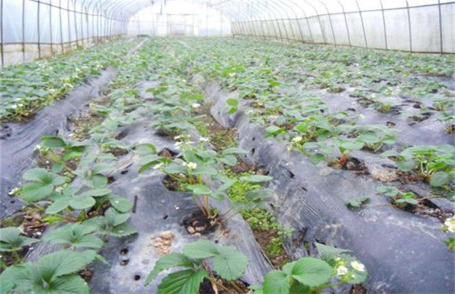 How to solve the fertilizer damage of strawberry at seedling stage