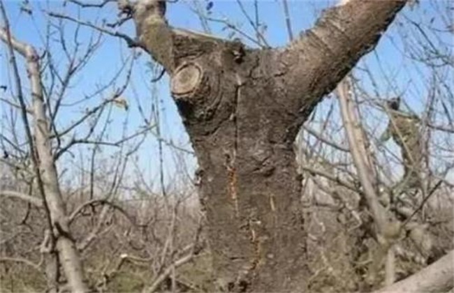 How to deal with Frost injury of Apple trees