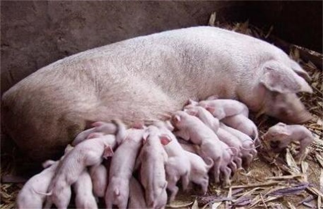 Frequently Asked Questions for Newborn Sows