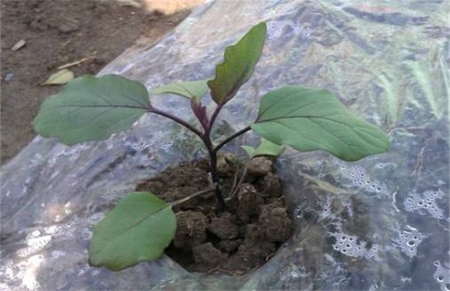 Causes and control methods of stiff eggplant seedlings