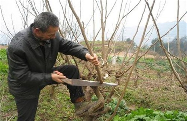 Pruning technique of mulberry tree