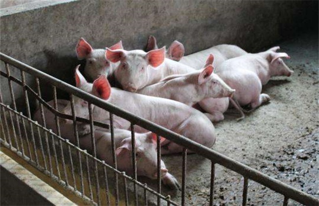 Key points of Disease Prevention and Control in different growth stages of Pigs