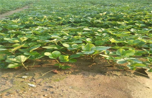 How to break Strawberry dormancy