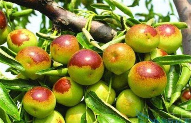 Key points of maturity Management of Dongzao Jujube