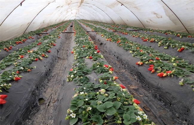 Cold-proof Technique of Strawberry Covered with Plastic Film