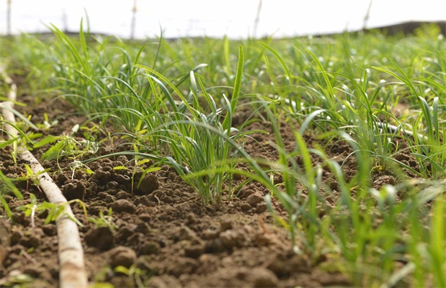 How to raise seedlings of Chinese chives in autumn