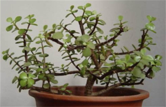 The cause and solution of falling leaves of Golden Branch and Jade Leaf