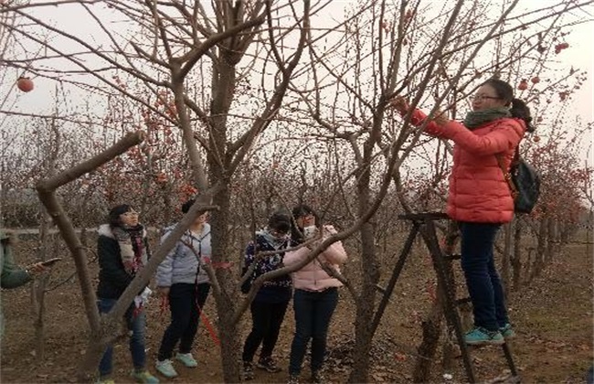 Pruning methods of persimmon trees in summer