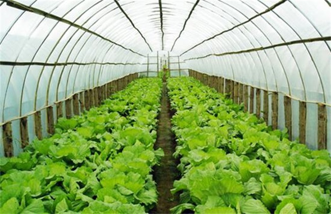 Key points of vegetable management in greenhouse in winter