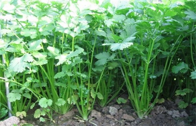 What vegetables should be planted before and after Frosts Descent