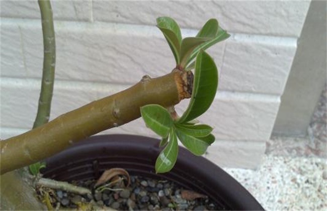 Pruning techniques of egg blossom