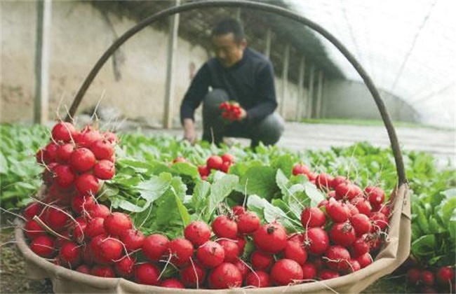 How to fertilize cherry radish