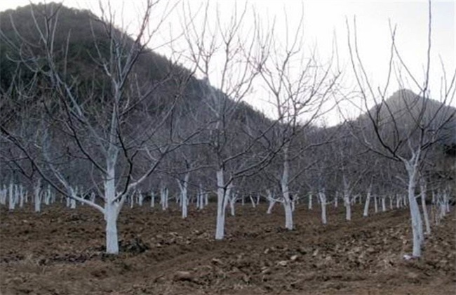 Anti-freezing measures of plum trees in winter