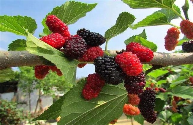 Why should mulberry trees be pruned