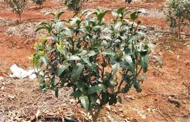 How to improve the Survival rate of Fruit Tree planting