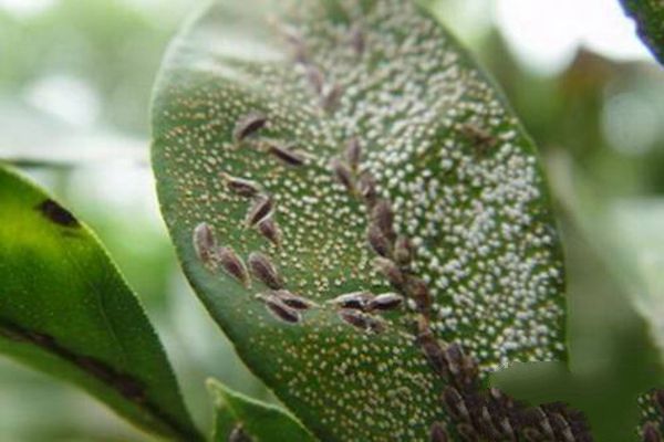 Main damage modes of flower pests